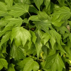 PLANTES AVENUE - Lierre des bois ivalace/[-]pot de 1,5l - tuteur bambou 30/60 cm