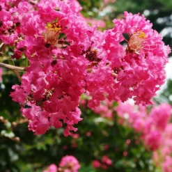 PLANTES AVENUE - Lilas des indes mimie® fuchsia 'dablage01'/[-]pot de 2l - 40/60 cm