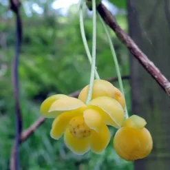 PLANTES AVENUE - Magnolia grimpant henryi/[-]pot de 1,5l - tuteur bambou 30/60 cm