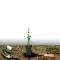 PLANTES AVENUE - Mûre adrienne®/[-]pot de 1,5l - tuteur bambou 30/60 cm