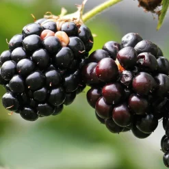 PLANTES AVENUE - Mûre adrienne®/[-]pot de 1,5l - tuteur bambou 30/60 cm