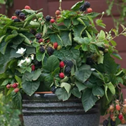 PLANTES AVENUE - Mûre purple opal®/[-]pot de 1,5l - tuteur bambou 30/60 cm