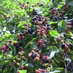 PLANTES AVENUE - Mûre thornless/[-]pot de 3l - echelle bambou 60/120 cm