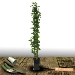 PLANTES AVENUE - Mûre thornless/[-]pot de 3l - echelle bambou 60/120 cm