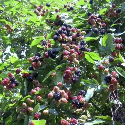 PLANTES AVENUE - Mûre thornless/[-]pot de 3l - echelle bambou 60/120 cm