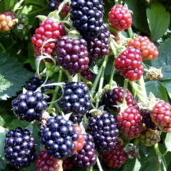 PLANTES AVENUE - Mûre thornfree/[-]pot de 1,5l - tuteur bambou 30/60 cm