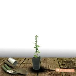 PLANTES AVENUE - Mûre thornfree/[-]pot de 1,5l - tuteur bambou 30/60 cm