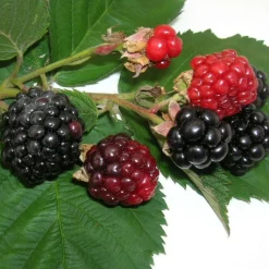 PLANTES AVENUE - Mûre triple crown/[-]pot de 3l - echelle bambou 60/120 cm