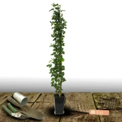 PLANTES AVENUE - Mûre triple crown/[-]pot de 3l - echelle bambou 60/120 cm