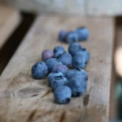 PLANTES AVENUE - Myrtille ozarkblue/[-]pot de 3l - 30/60 cm