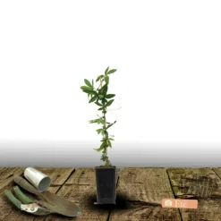 PLANTES AVENUE - Passiflore exoniensis/[-]pot de 1,5l - tuteur bambou 30/60 cm