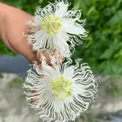 PLANTES AVENUE - Passiflore à fruits cooltropics® snowstar®/[-]godet - 5/20 cm