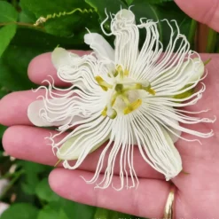 PLANTES AVENUE - Passiflore à fruits cooltropics® snowstar®/[-]godet - 5/20 cm