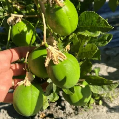 PLANTES AVENUE - Passiflore à fruits cooltropics® snowstar®/[-]godet - 5/20 cm