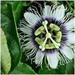 PLANTES AVENUE - Passiflore à fruits flavicarpa/[-]godet - 5/20 cm