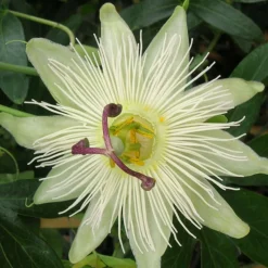 PLANTES AVENUE - Passiflore constance elliot/[-]pot de 3l - echelle bambou 60/120 cm