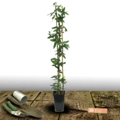 PLANTES AVENUE - Passiflore constance elliot/[-]pot de 3l - echelle bambou 60/120 cm