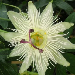 PLANTES AVENUE - Passiflore constance elliot/[-]pot de 3l - echelle bambou 60/120 cm