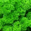 PLANTES AVENUE - Persil frisé frisado - prêt à consommer/[-]pot de 1,5l - 10/20 cm