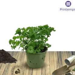 PLANTES AVENUE - Persil frisé frisado - prêt à consommer/[-]pot de 1,5l - 10/20 cm