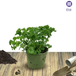 PLANTES AVENUE - Persil frisé afrodite - prêt à consommer/[-]pot de 1,5l - 10/20 cm