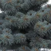 PLANTES AVENUE - Épicéa bleu pungens glauca globosa/[-]pot de 5l - 40/60 cm