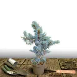 PLANTES AVENUE - Épicéa bleu pungens glauca globosa/[-]pot de 5l - 40/60 cm