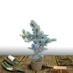 PLANTES AVENUE - Épicéa bleu pungens glauca globosa/[-]pot de 5l - 40/60 cm