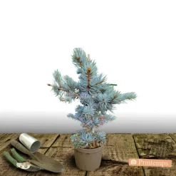 PLANTES AVENUE - Épicéa bleu pungens glauca globosa/[-]pot de 5l - 40/60 cm