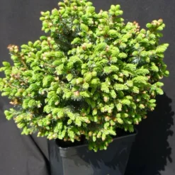 PLANTES AVENUE - Épicéa de serbie omorika nana/[-]pot de 3l - 20/40 cm