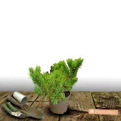 PLANTES AVENUE - Pin de montagne mops/[-]pot de 3l - 20/40 cm
