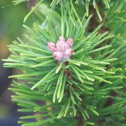 PLANTES AVENUE - Pin de montagne nain gnom/[-]pot de 5l - 40/60 cm