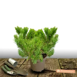 PLANTES AVENUE - Pin de montagne nain gnom/[-]pot de 5l - 40/60 cm