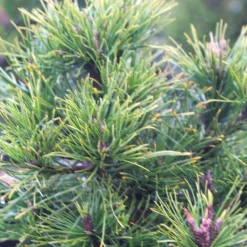 PLANTES AVENUE - Pin de montagne nain hesse/[-]pot de 5l - 40/60 cm