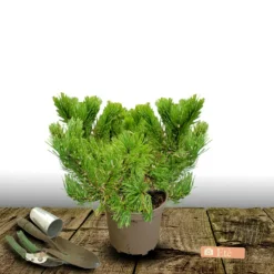 PLANTES AVENUE - Pin de montagne nain hesse/[-]pot de 5l - 40/60 cm