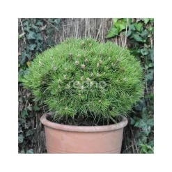 PLANTES AVENUE - Pin noir marie bregeon®/[-]pot de 3l - 20/40 cm