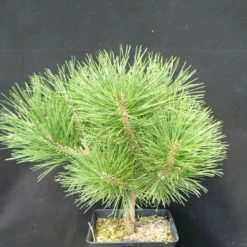 PLANTES AVENUE - Pin noir pierrick bregeon®/[-]pot de 12l - 40/60 cm