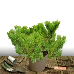PLANTES AVENUE - Pin noir pierrick bregeon®/[-]pot de 12l - 40/60 cm