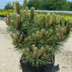 PLANTES AVENUE - Pin noir d'autriche nain/[-]pot de 3l - 20/40 cm