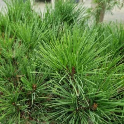 PLANTES AVENUE - Pin rouge du japon alice verkade/[-]pot de 12l - 40/60 cm