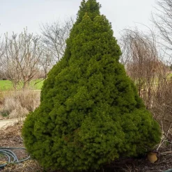 PLANTES AVENUE - Épinette blanche conica/[-]pot de 3l - 20/40 cm