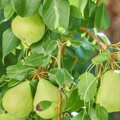 PLANTES AVENUE - Poirier nain garden pearl® 'pyvert'/[-]pot de 5.7l - 60/80 cm