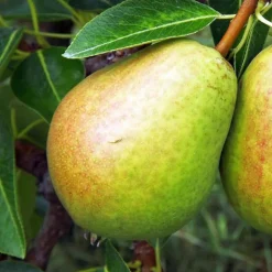 PLANTES AVENUE - Poirier nain garden pearl® 'pyvert'/[-]pot de 5.7l - 60/80 cm