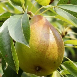 PLANTES AVENUE - Poirier nain garden gem®/[-]pot de 5.7l - 60/80 cm