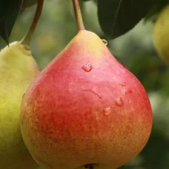 PLANTES AVENUE - Poirier nain garden gem®/[-]pot de 5.7l - 60/80 cm