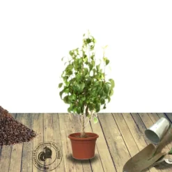 PLANTES AVENUE - Poirier nain garden gem®/[-]pot de 5.7l - 60/80 cm