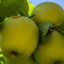 PLANTES AVENUE - Pommier golden delicious/[-]pot de 10l - gobelet 2 ans - 120/150 cm