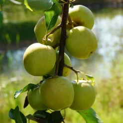 PLANTES AVENUE - Pommier golden delicious/[-]pot de 10l - gobelet 2 ans - 120/150 cm