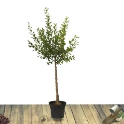 PLANTES AVENUE - Pommier golden delicious/[-]pot de 10l - gobelet 2 ans - 120/150 cm