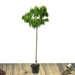 PLANTES AVENUE - Pommier golden delicious/[-]pot de 10l - gobelet 2 ans - 120/150 cm